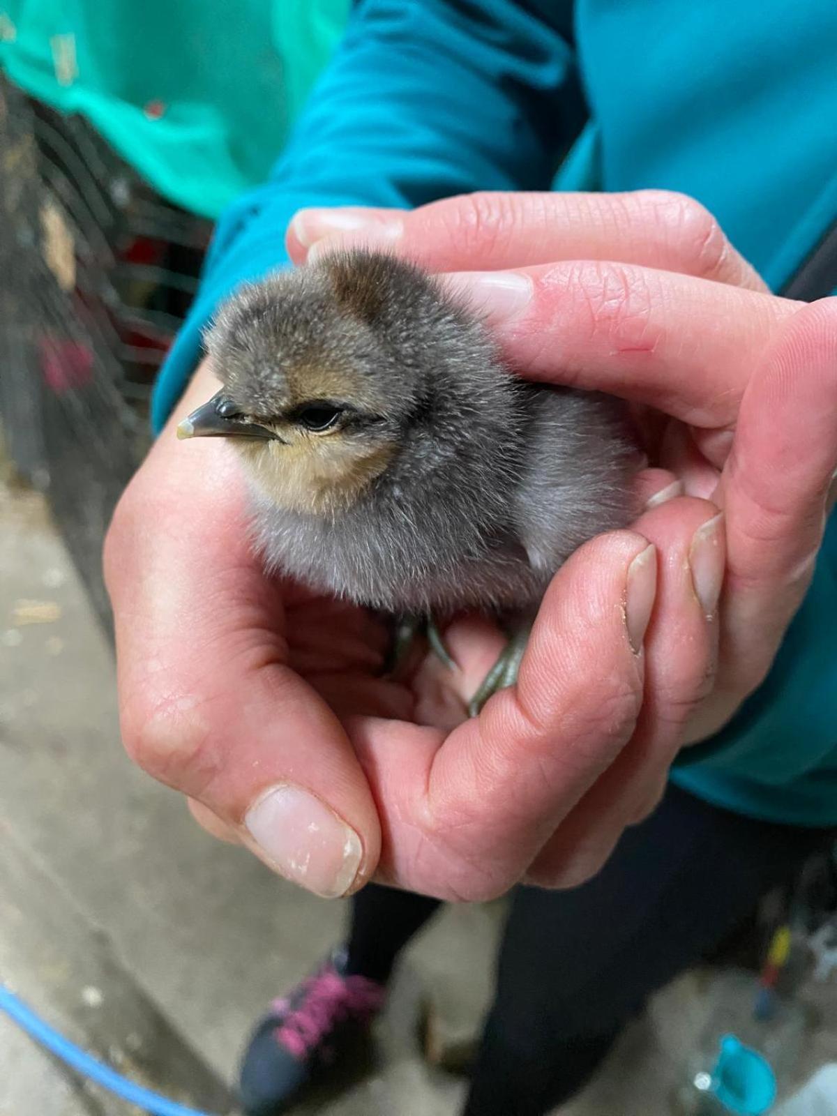达夫敦Lettoch Farm住宿加早餐旅馆 外观 照片