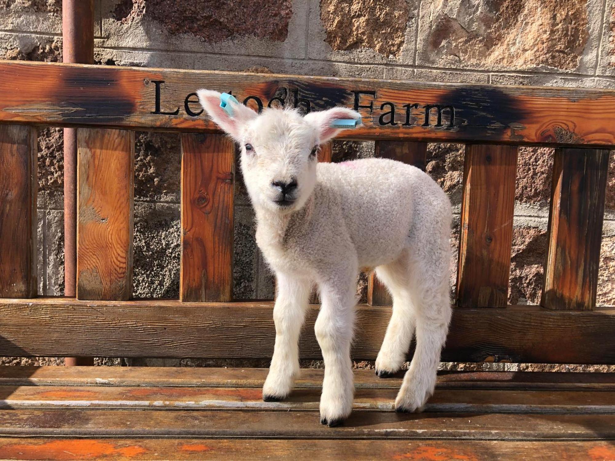 达夫敦Lettoch Farm住宿加早餐旅馆 外观 照片